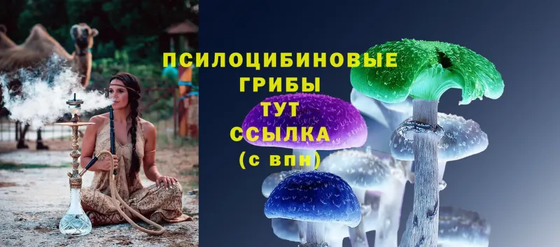 Псилоцибиновые грибы Psilocybe  Северск 